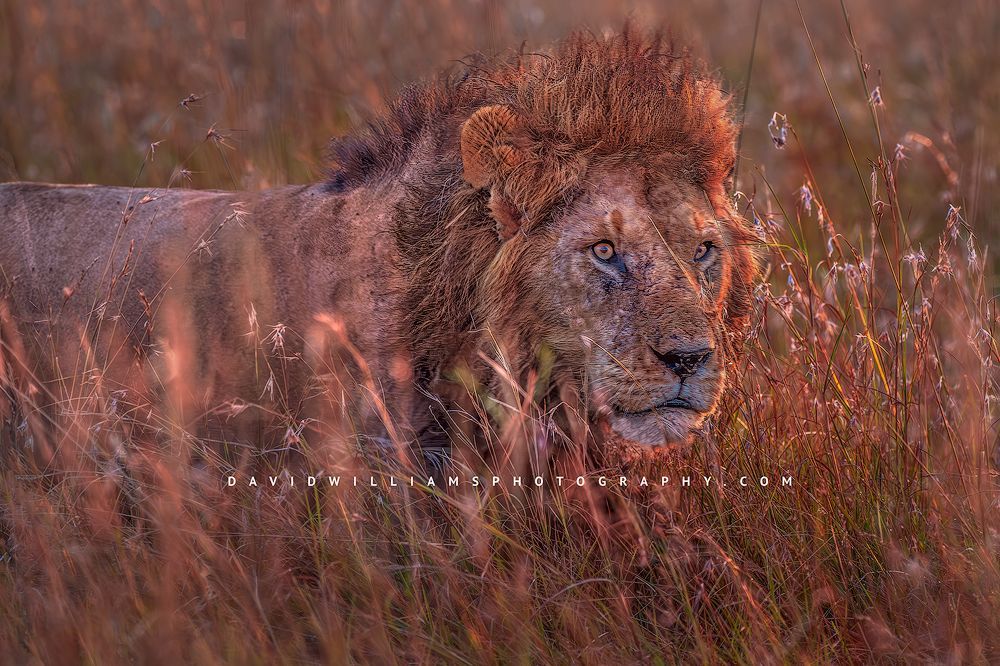 Male Lion (Panthera leo) walking through tall grass at sunset, Masai Mara, Kenya, Africa