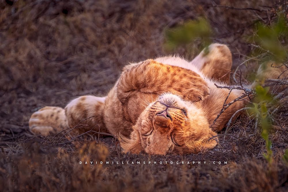 A lion cub sleeping upside down with paws up, Kenya, Africa