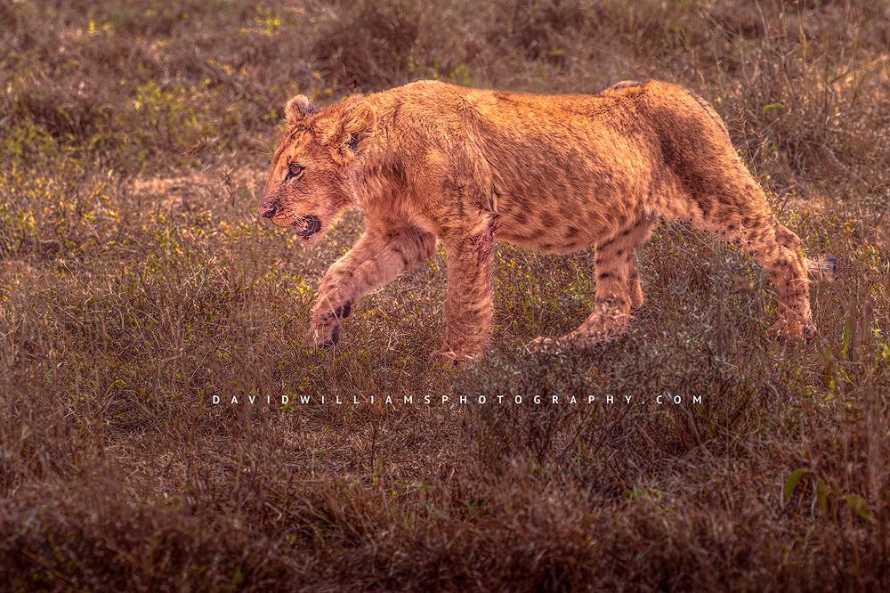 A lion cub learning and practicing hunting skills, Kenya, Africa