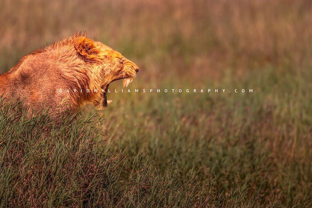 Sub-adult male lion with beginning mane yawning wide to reveal large fangs, close-up portrait in golden light, Tarangire National Park, Tanzania, horizontal