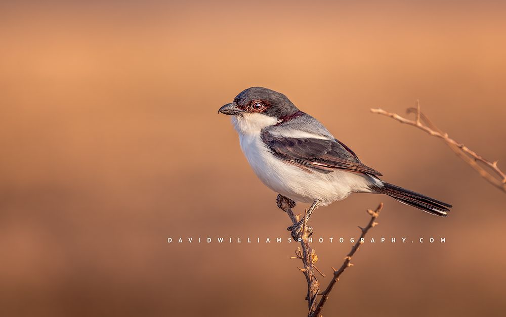 A  Long-tailed Fiscal perched on a branch as the sun sets, Samburu, Kenya