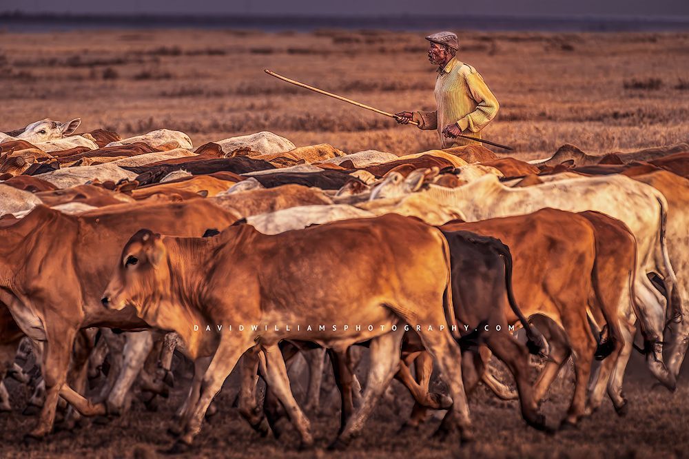 Maasai man with herd of cattle, Ol Pejeta, Kenya, Africa