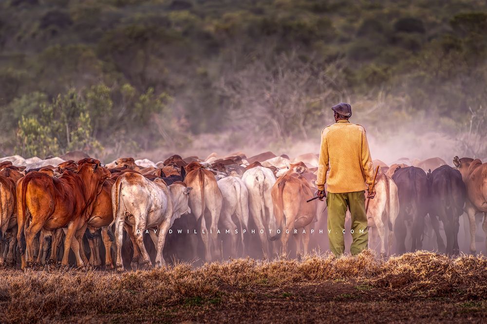 Maasai man tending herd of cattle, Ol Pejeta, Kenya, Africa