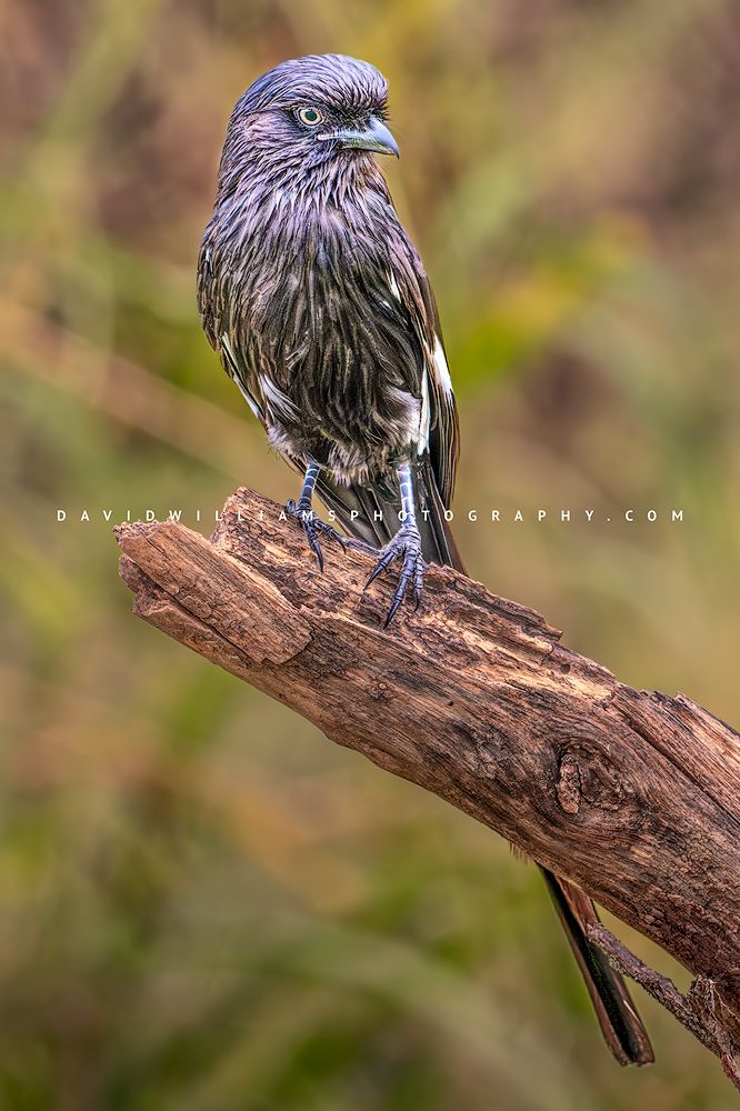 A Magpie Shrike in golden light, Tanzania, Africa