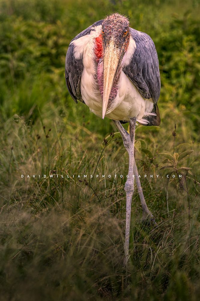 A Marabou Stork in golden light, Ngorongoro, Arusha, Africa