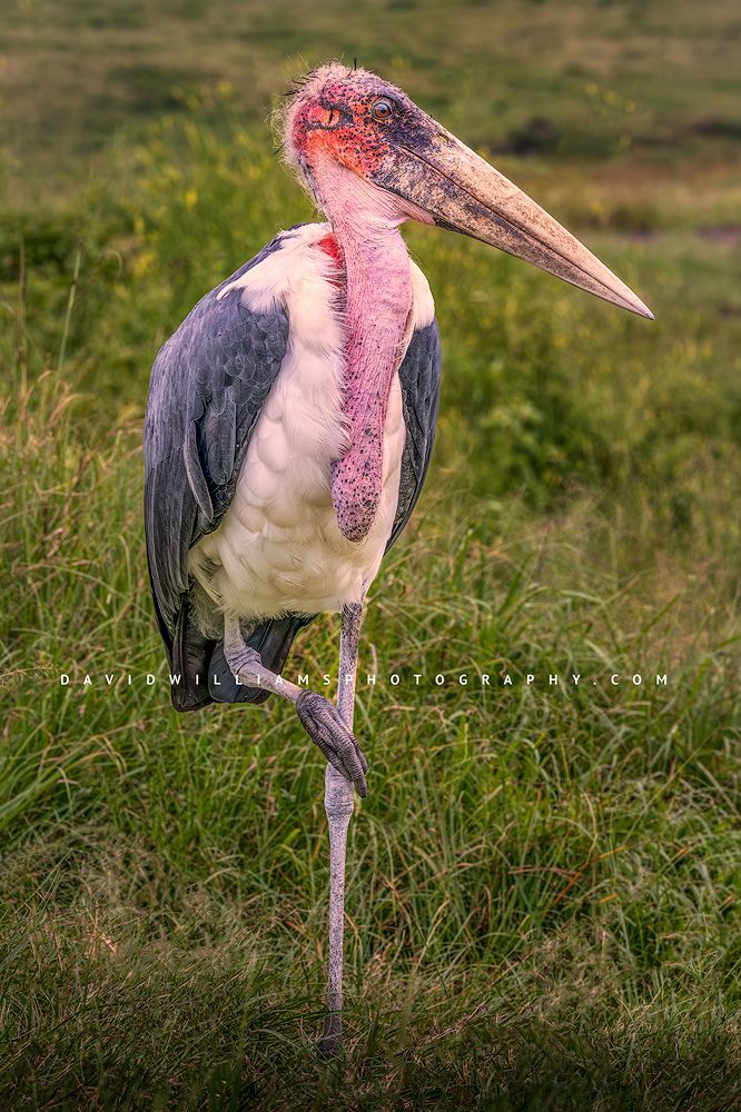 A Marabou Stork in golden light, Ngorongoro, Arusha, Africa