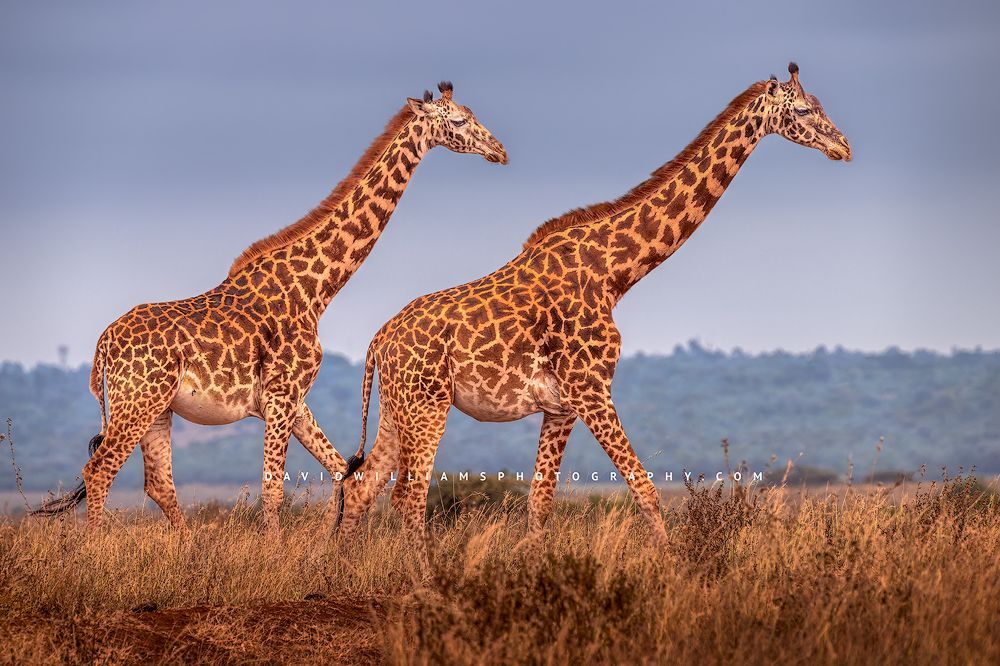 Masai giraffes walking in golden grass, Kenya, Africa