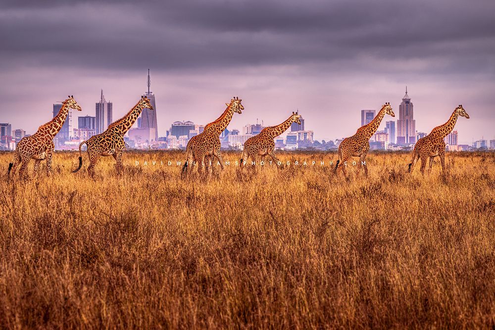 Masai Giraffes in single file with Nairobi’s skyline in the distance Masai Giraffes walking in single file with Nairobi in background