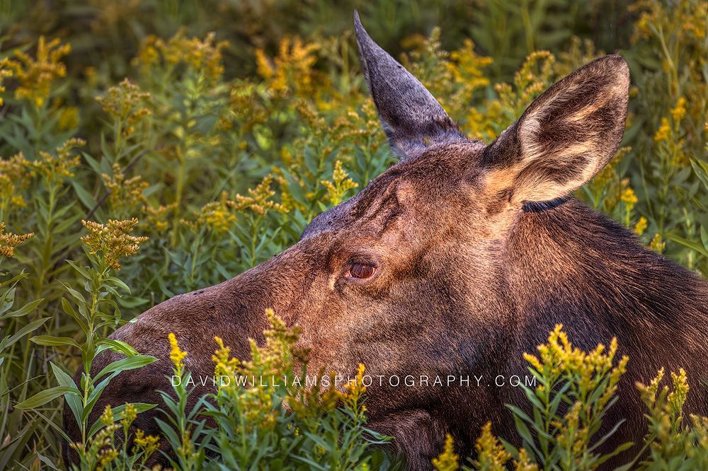Extreme close-up of a moose surrounded by summer wildflowers in Glacier National Park, Montana.
