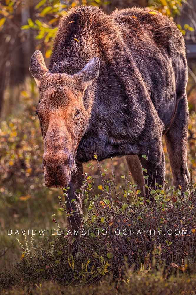 Vertical close-up of a moose making eye contact while feeding in colorful autumn foliage in Glacier National Park, Montana.