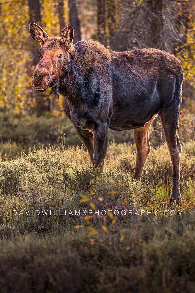 Vertical close-up of a moose cow making eye contact in golden autumn light in Glacier National Park, Montana.
