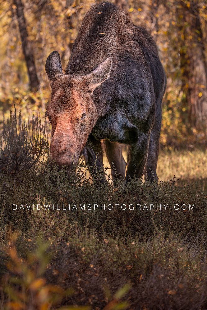 Vertical close-up of a moose cow feeding in colorful autumn foliage in Glacier National Park, Montana.
