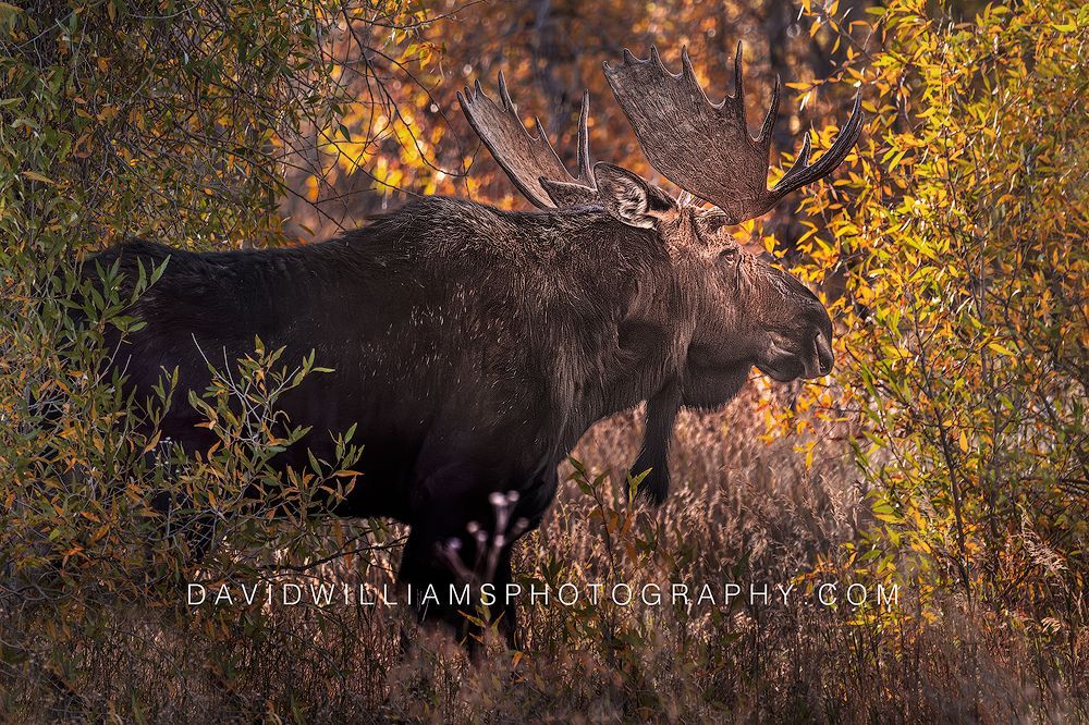 Side view of a bull moose walking through autumn foliage at sunset in Glacier National Park, Montana.