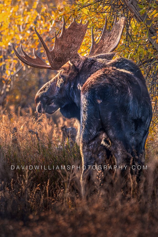 Bull moose standing in late-day sunlight among colorful autumn forest in Glacier National Park, Montana.