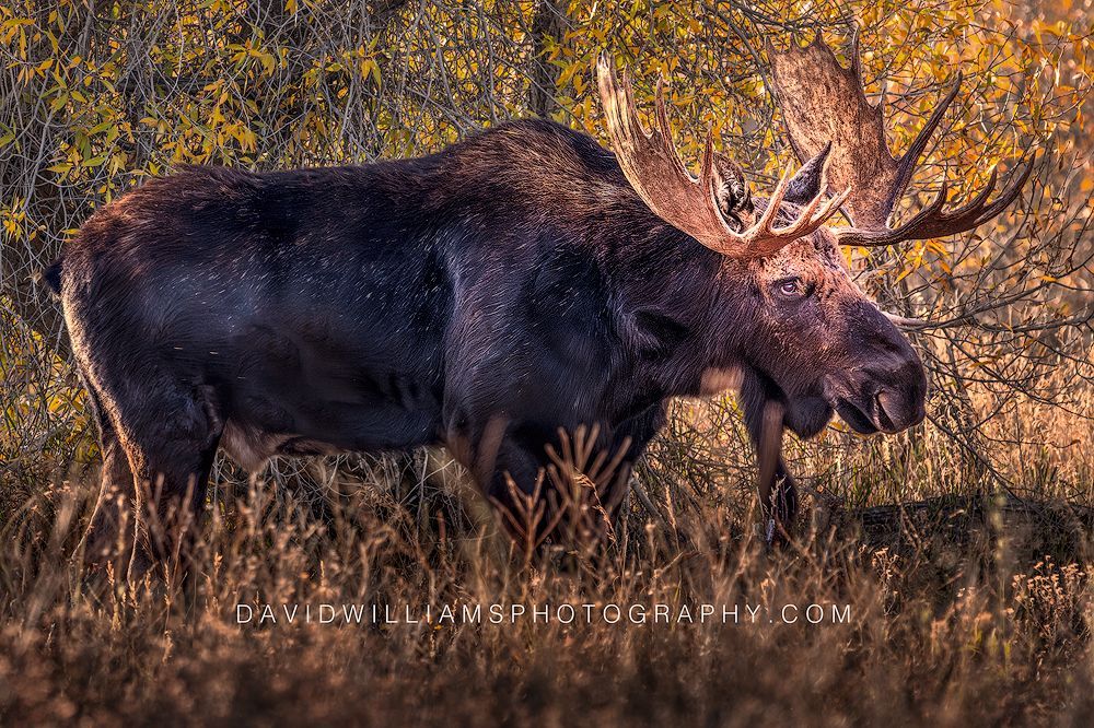 Close-up side view of a bull moose making eye contact in golden autumn foliage in Glacier National Park, Montana.