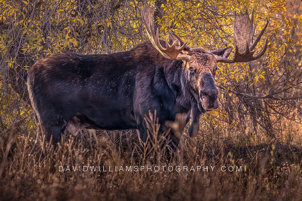 Horizontal close-up side view of a bull moose making eye contact in golden autumn forest in Glacier National Park, Montana.