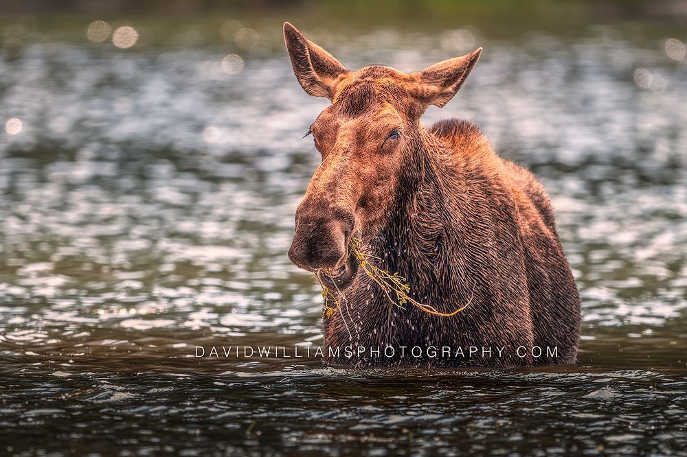 Moose standing in a lake eating aquatic plants in golden light in Glacier National Park, Montana.