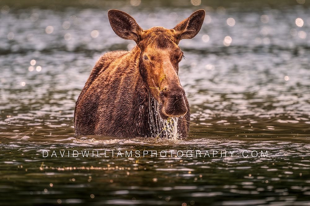 Close-up frontal view of a Moose eating aquatic plants while standing in a lake in golden light in Glacier National Park, Montana.