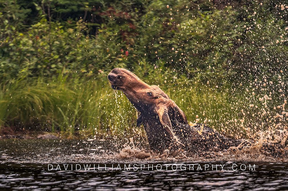 Moose violently splashing in a lake as a show of force in Glacier National Park, Montana.