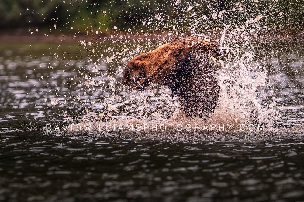 Moose charging into a lake with only its head above water in Glacier National Park, Montana.