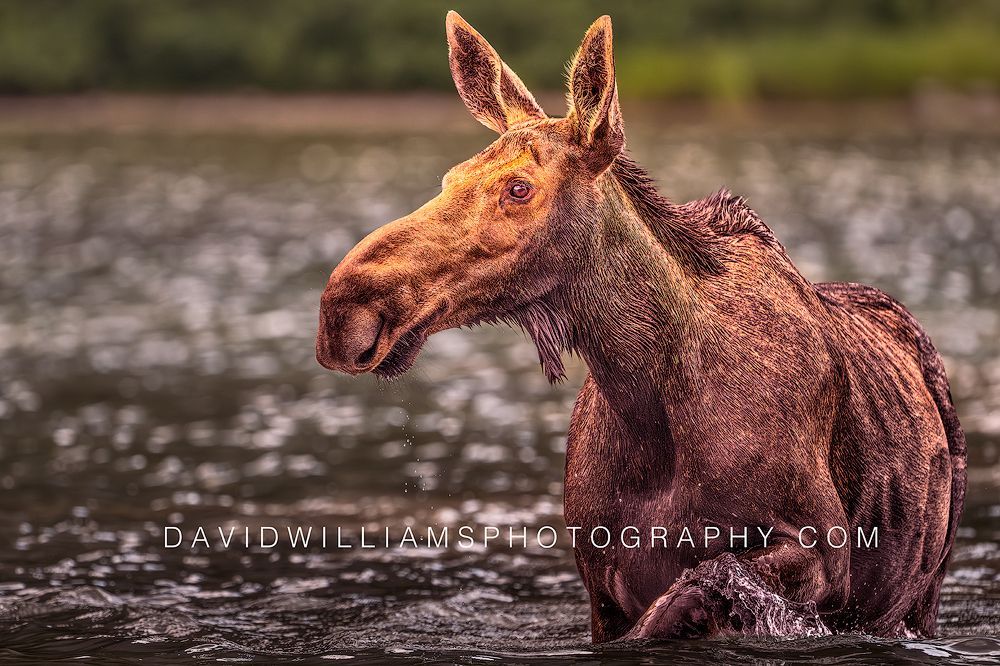 Close-up of a Moose wading through the water in Glacier National Park, Montana.