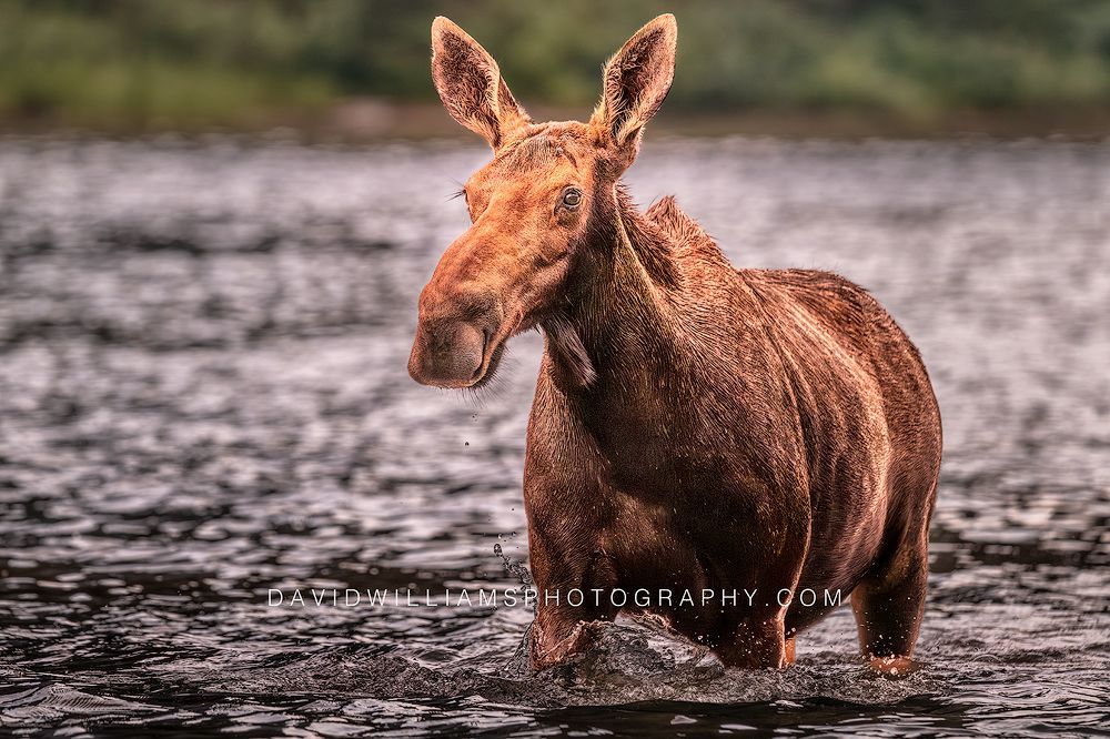 Close-up Moose walking through shallow glacier lake water with direct eye contact in Glacier National Park, Montana.