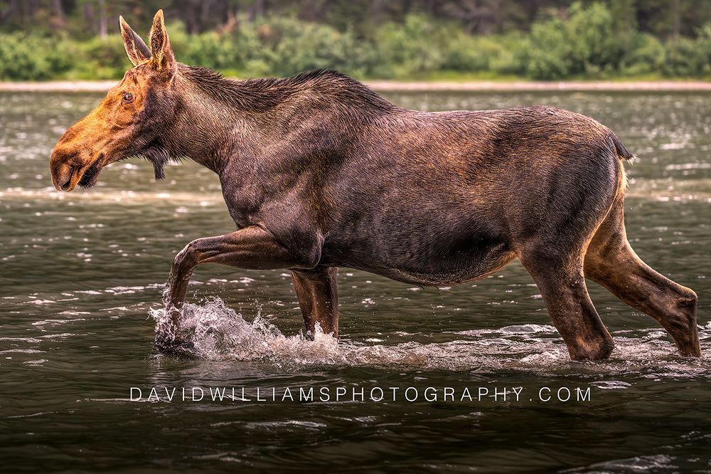 Close side view of a Moose wading through shallow lake water in Glacier National Park, Montana.