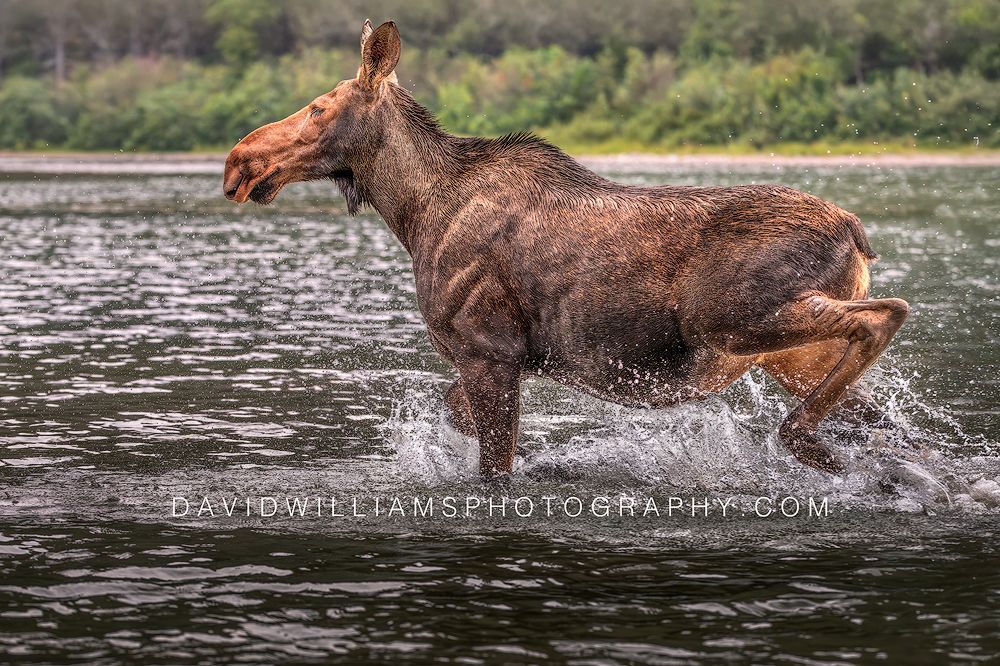 Side view of a moose running through the shallow waters of a lake in Glacier National Park, Montana.