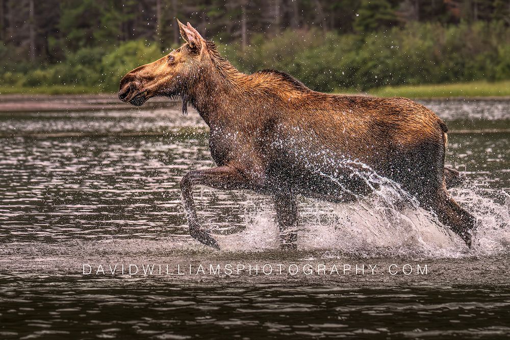 Side view of a Moose galloping through shallow lake water in Glacier National Park, Montana.