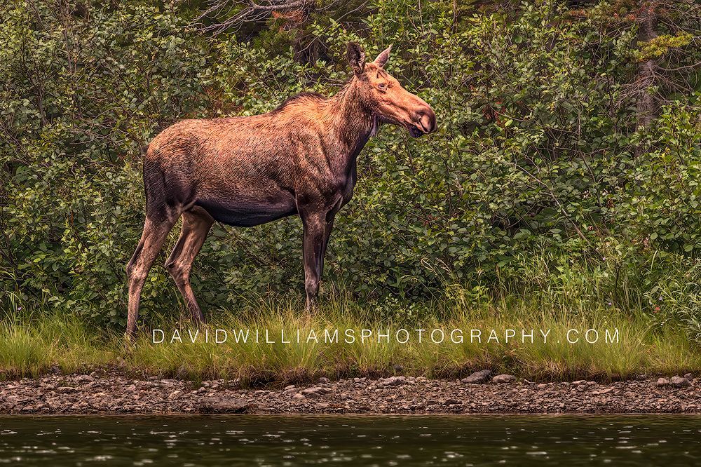 Close-up side view of a moose standing at the edge of a calm lake in Glacier National Park, Montana.