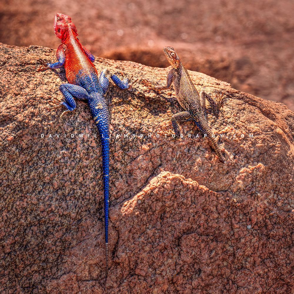 Colorful male Mwanza flat-headed agama with a colorless female basking on a sunlit rock in Tarangire National Park, Tanzania