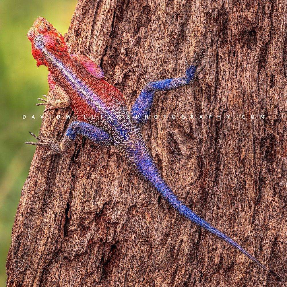 Mwanza Flat-headed Agama (Agama mwanzae) perched on a tree trunk in golden light, Tanzania, Africa, square image with vivid colors