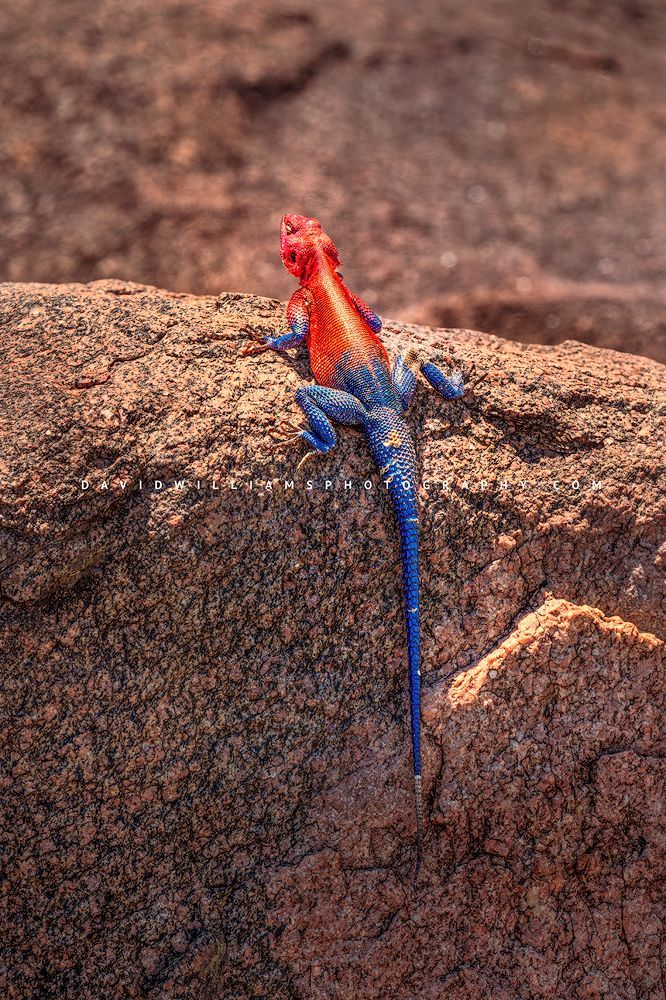 Vertical close-up of a Mwanza flat-headed agama basking on golden rocks in Tarangire National Park, Tanzania