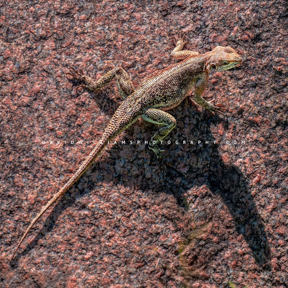 Close-up of a female Mwanza flat-headed agama in dull brown color basking on granite rock in late sunshine, Tarangire National Park, Tanzania, square