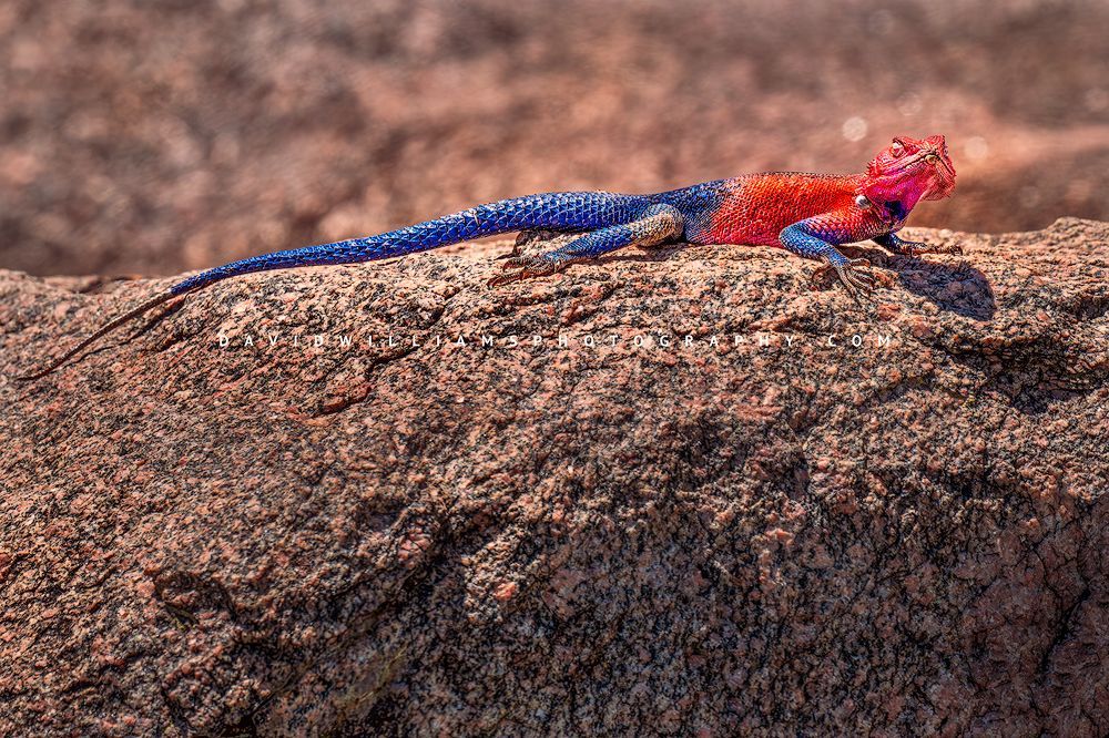 Close-up of a colorful male Mwanza flat-headed agama with vivid red and blue coloring perched on a sunlit rock in Tarangire National Park, Tanzania, horizontal