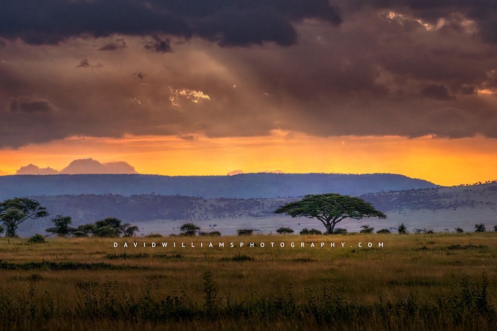 Sunset over an acacia tree with colorful storm clouds and golden grasses in Tanzania, horizontal landscape photograph