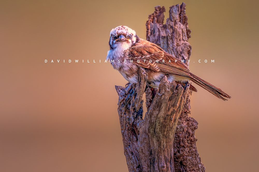 Northern White-Crowned Shrike perched on tree stump with eye contact against bokeh background in Tanzania, Africa