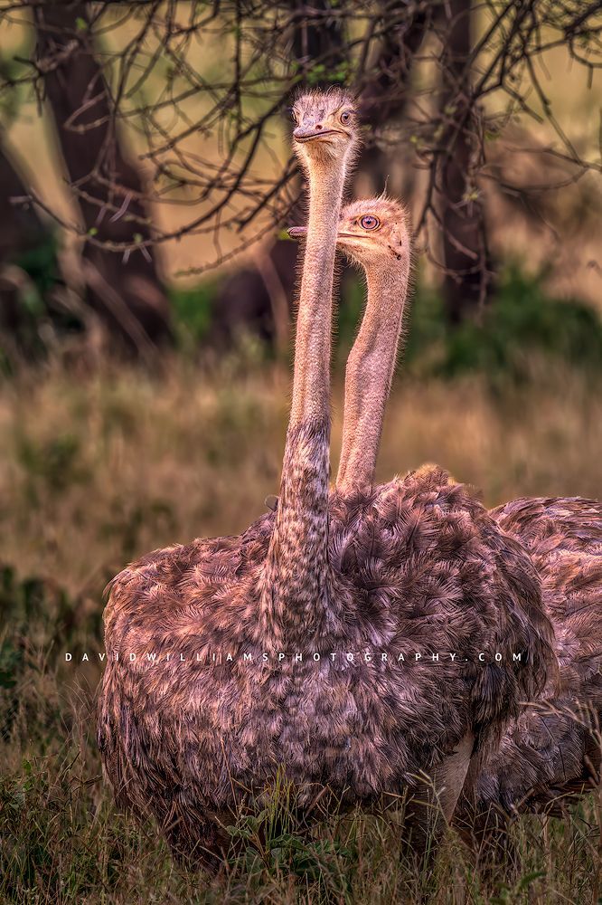 A close up vertical of 2 female Ostriches, Tanzania, Africa