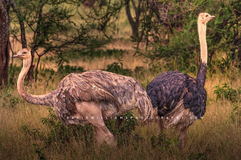 A male and female Ostrich after courtship, Tanzania, Africa