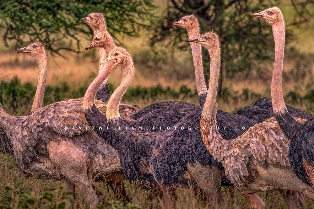 Several Ostriches walking closely together, Tanzania, Africa