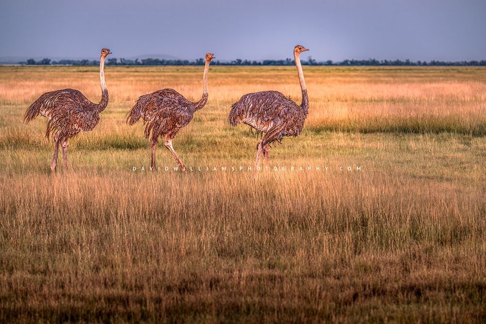 A side view of 3 female ostriches in golden light, Kenya, Africa