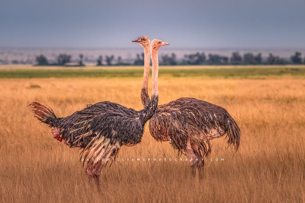 2 Ostrich hens face to face with necks overlapping, Kenya