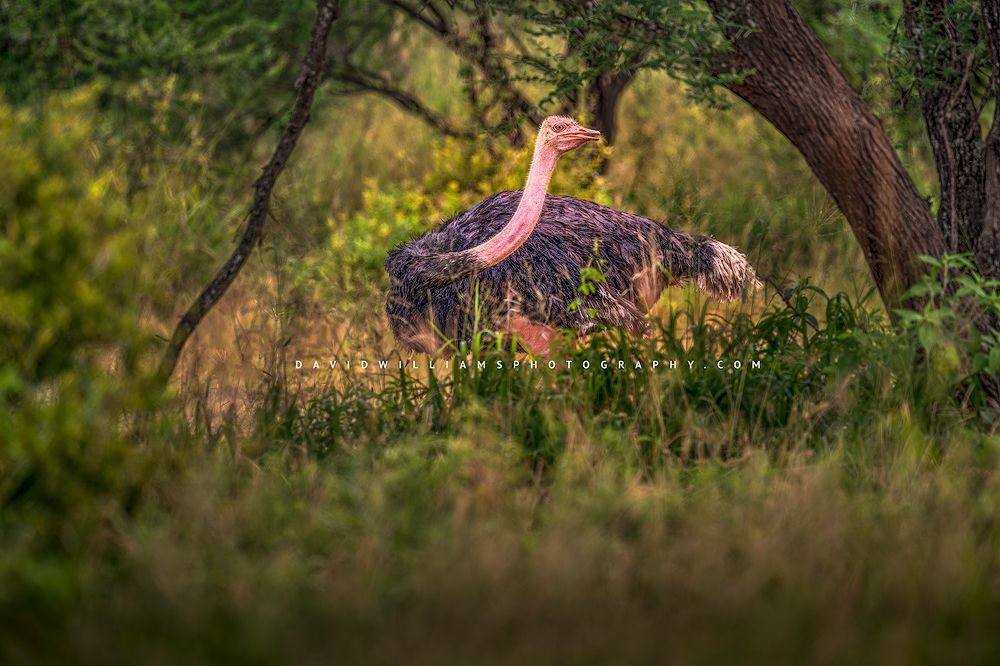 A male Ostrich in the wooded forest, Tarangire, Tanzania, Africa