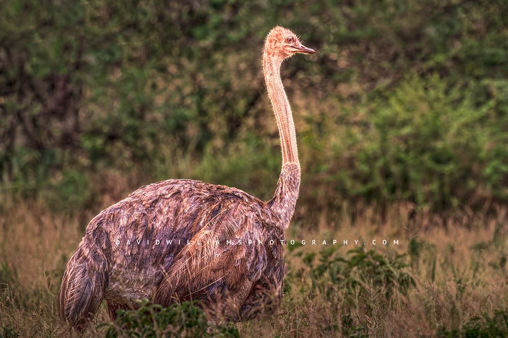 A close up of a single female Ostrich, Tanzania, Africa
