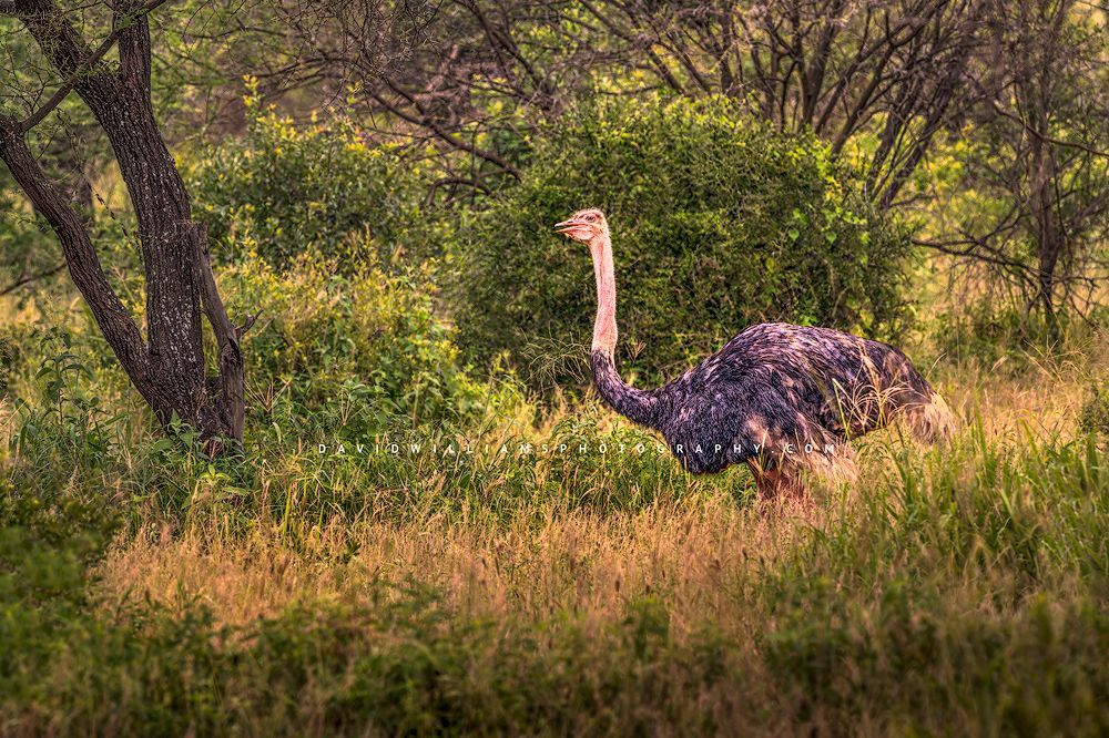 An Ostrich in late day sun, Tanzania, Africa