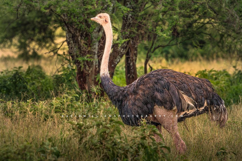 A close up side view of an male ostrich, Tanzania, Africa