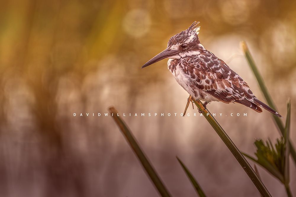 A Pied Kingfisher perched in the African plains of Amboseli, Kenya