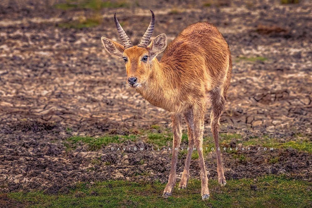 Close eye contact with a Bohor Reedbuck, Kenya
