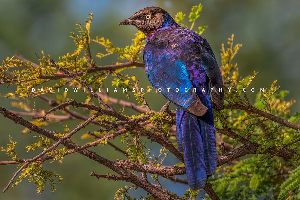 The colorful feathers of a Rüppell's starling, Africa
