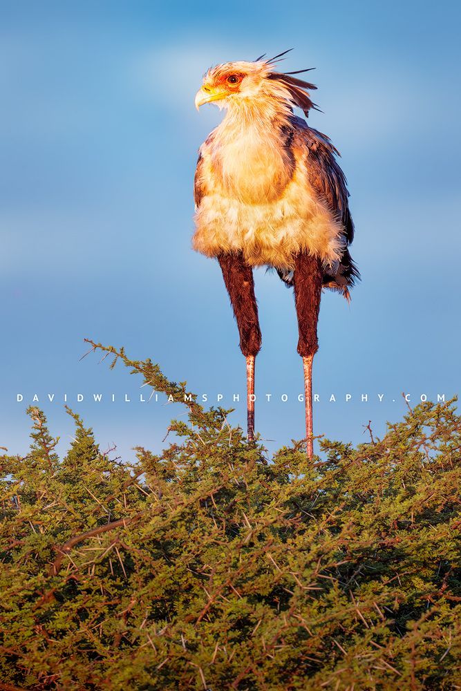 Secretary bird with head feathers blowing in the wind, perched on an acacia tree in golden light against pale blue skies